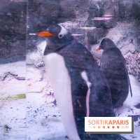 Les petits déjeuners avec les manchots de l'aquarium Sea Life