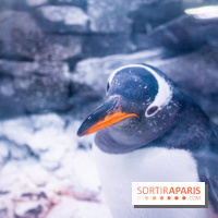 Les petits déjeuners avec les manchots de l'aquarium Sea Life