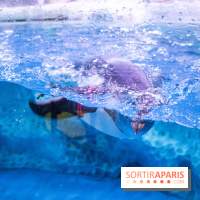 Les petits déjeuners avec les manchots de l'aquarium Sea Life