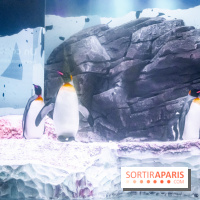 Les petits déjeuners avec les manchots de l'aquarium Sea Life