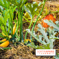 Le Château de Chambord fête ses 500 ans : le programme des festivités