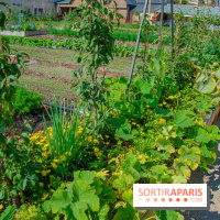 Le Château de Chambord fête ses 500 ans : le programme des festivités