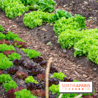 Le Château de Chambord fête ses 500 ans : le programme des festivités