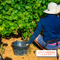 Le Château de Vault-de-Lugny - excursions dans la région