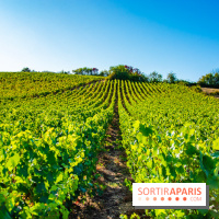 Le Château de Vault-de-Lugny - excursions dans la région