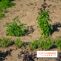Le Château de Vault-de-Lugny, un écrin royal à deux heures de Paris