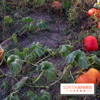 Le Château de Vault-de-Lugny, un écrin royal à deux heures de Paris