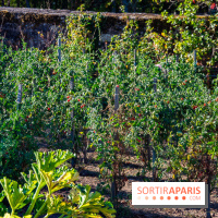 Le Château de Vault-de-Lugny, un écrin royal à deux heures de Paris