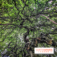 Le parcours des Arbres Admirables dans le domaine du château de Versailles