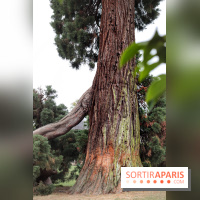 Le parcours des Arbres Admirables dans le domaine du château de Versailles