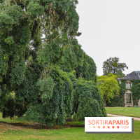 Le parcours des Arbres Admirables dans le domaine du château de Versailles