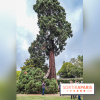 Le parcours des Arbres Admirables dans le domaine du château de Versailles