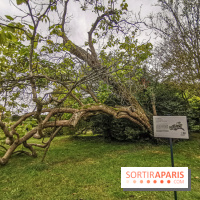 Le parcours des Arbres Admirables dans le domaine du château de Versailles
