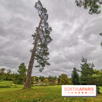 Le parcours des Arbres Admirables dans le domaine du château de Versailles