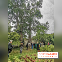 Le parcours des Arbres Admirables dans le domaine du château de Versailles