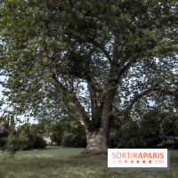 Le parcours des Arbres Admirables dans le domaine du château de Versailles