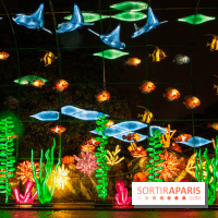 Océan en voie d'illumination : nos photos