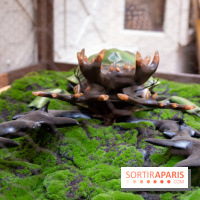 Araignées, Lucioles et Papillons au Musée en Herbe : nos photos