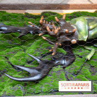 Araignées, Lucioles et Papillons au Musée en Herbe : nos photos