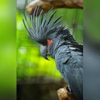 La Ménagerie du jardin des Plantes