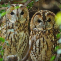 La Ménagerie du jardin des Plantes