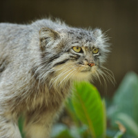 La Ménagerie du jardin des Plantes