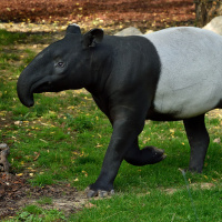 La Ménagerie du jardin des Plantes