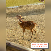 Photos du Dîner Safari du Zoo de Thoiry