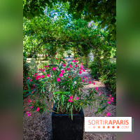 Le Waldorf Astoria Trianon Palace, un écrin royal au cœur du parc de Versailles