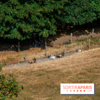 Le Waldorf Astoria Trianon Palace, un écrin royal au cœur du parc de Versailles