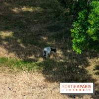 Le Waldorf Astoria Trianon Palace, un écrin royal au cœur du parc de Versailles