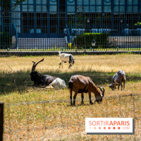 Le Waldorf Astoria Trianon Palace, un écrin royal au cœur du parc de Versailles