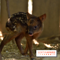 Naissances au Parc Zoologique de Paris