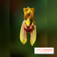 PHOTO Mormolica ringens © Telepova MNHN