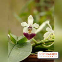 PHOTO Phalaenopsis parishii © MNHN