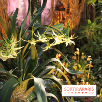 Exposition Mille & une orchidées au Jardin des Plantes