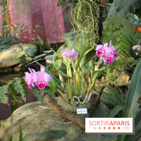 Exposition Mille & une orchidées au Jardin des Plantes