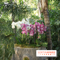 Exposition Mille & une orchidées au Jardin des Plantes
