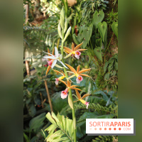 Exposition Mille & une orchidées au Jardin des Plantes