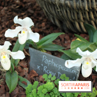 Exposition Mille & une orchidées au Jardin des Plantes