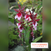 Exposition Mille & une orchidées au Jardin des Plantes