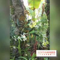 Exposition Mille & une orchidées au Jardin des Plantes