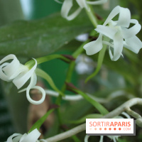 Exposition Mille & une orchidées au Jardin des Plantes