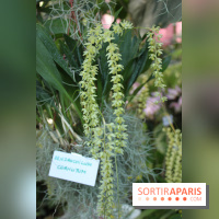 Exposition Mille & une orchidées au Jardin des Plantes