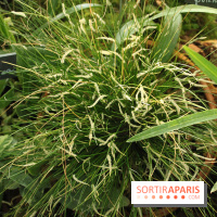 Exposition Mille & une orchidées au Jardin des Plantes