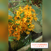 Exposition Mille & une orchidées au Jardin des Plantes