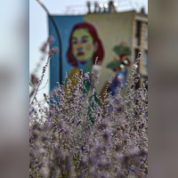 Street Art à Versailles, Réenchanter la ville de Quai 36