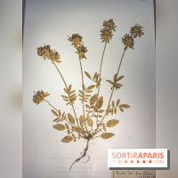 La beauté se cultive, Chanel au Jardin des Plantes