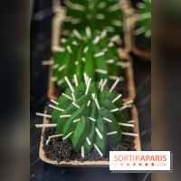 Photos : Wonderland Pâtisserie 