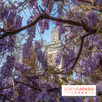 La Mosquée de Paris et son jardin en fleurs
